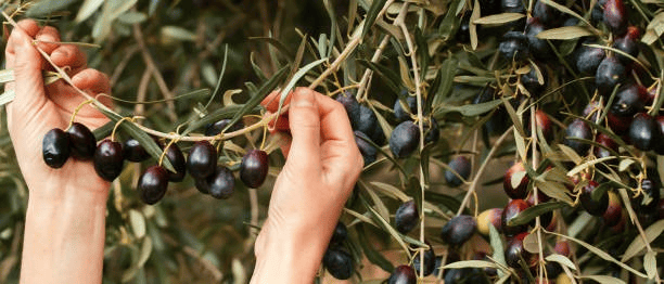 Rama de olivo con frutos