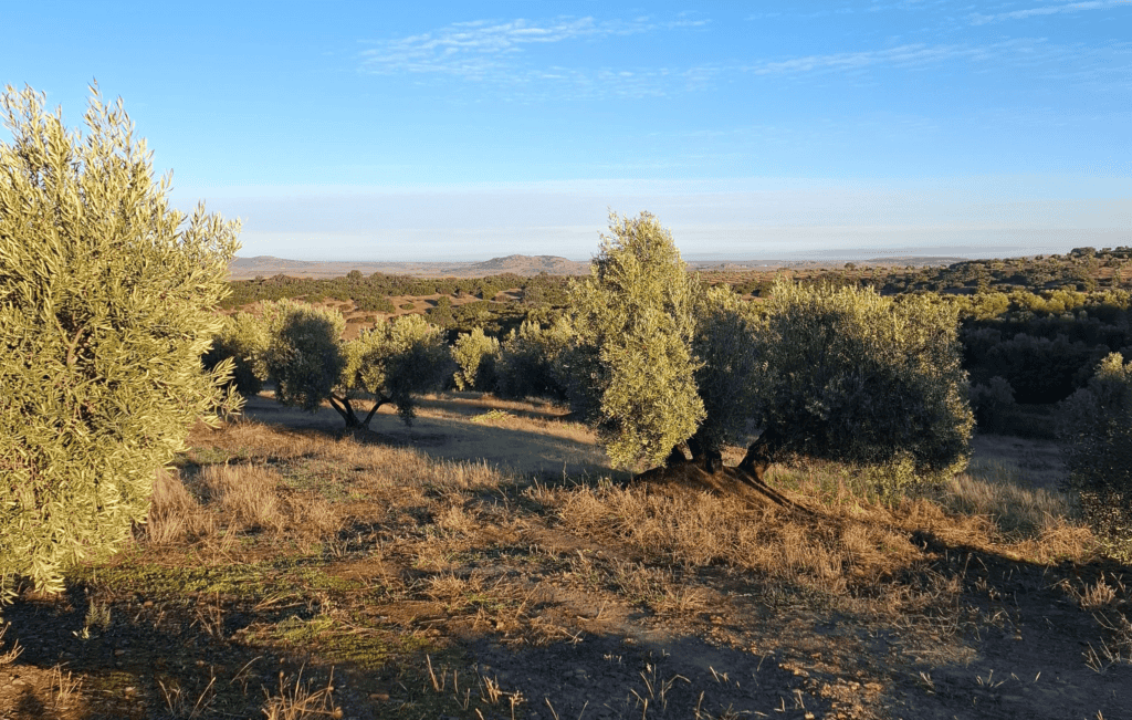 Campo con olivos