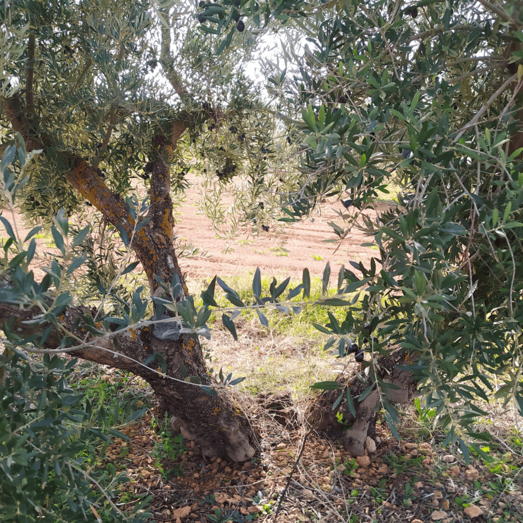 Olivo de cerca
